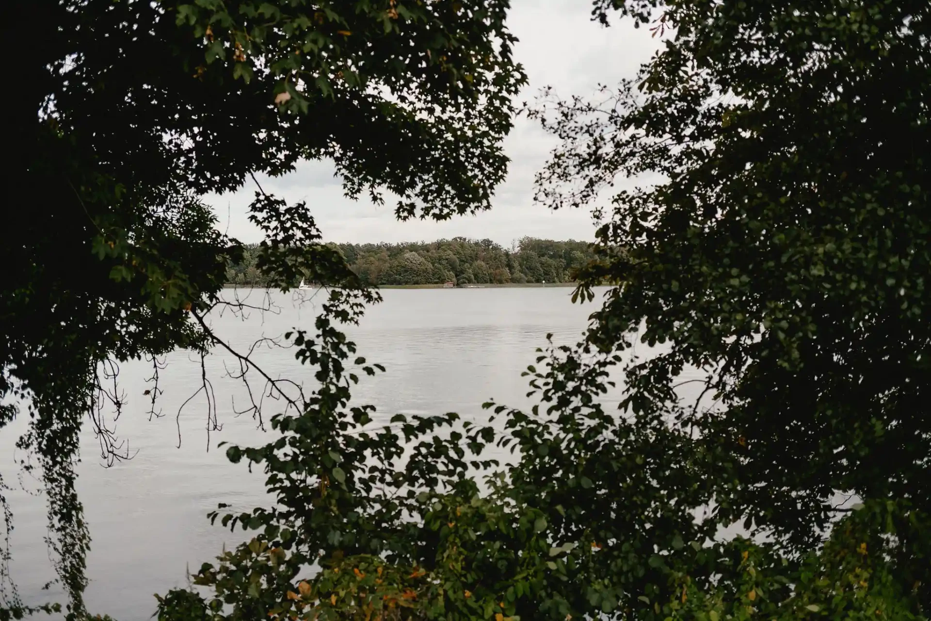 View across a lake through trees along the shore